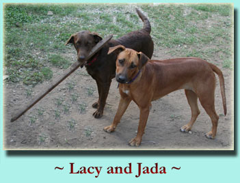 ~ Lacy & Jada ~ Labrador Retriever & Rhodesian Ridgeback