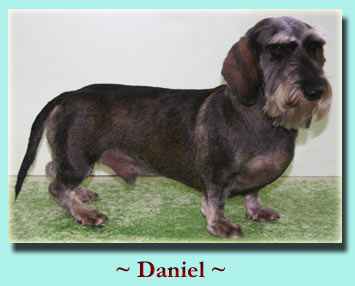 ~ Daniel ~  Dachshund, Wire-haired