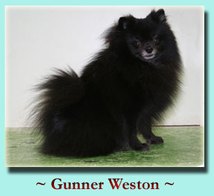 ~ Gunner Weston ~ Pomeranian