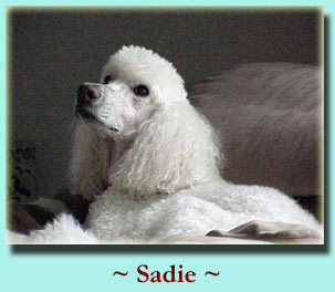 ~ Sadie ~ Standard Poodle