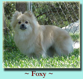 ~ Foxy ~ Pomeranian