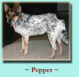 ~ Pepper ~ Heeler Mix