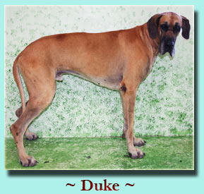 ~ Duke ~ Great Dane