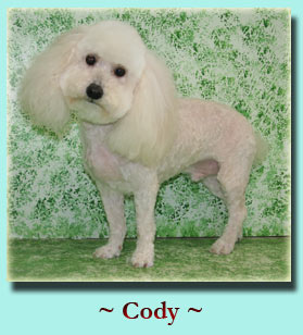 ~ Cody ~ Bichon / Poodle