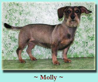 ~ Molly ~ Wire-Hair Dachshund